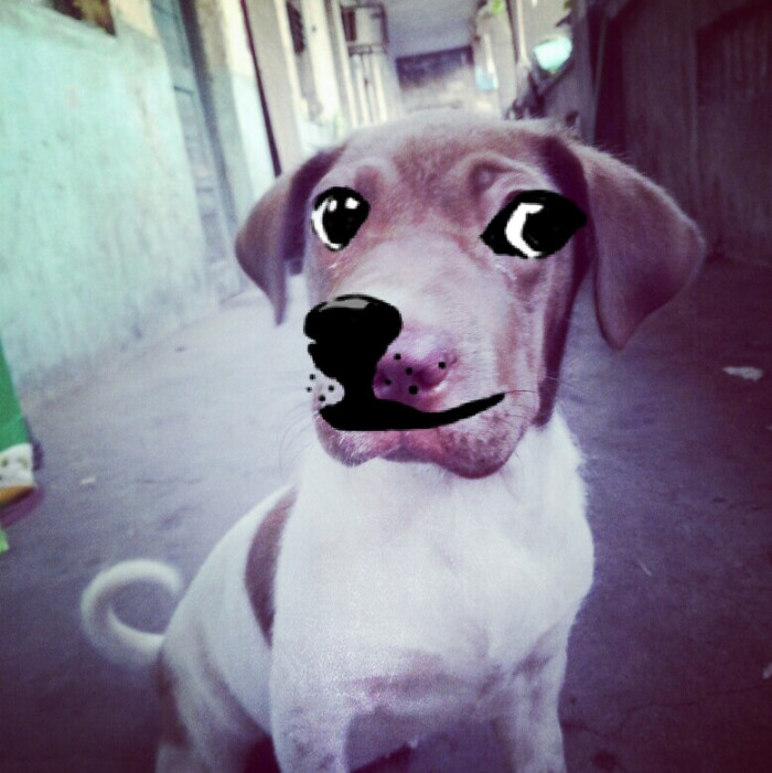 哈士奇狗狗怎么样：揭秘雪地小勇士的日常